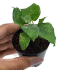 2" Calathea Network